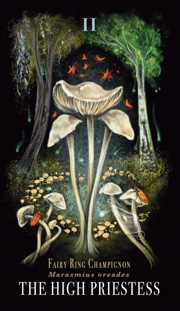 Cărți Tarot » Midnight Magic - A Tarot Deck of Mushrooms - imagine 2