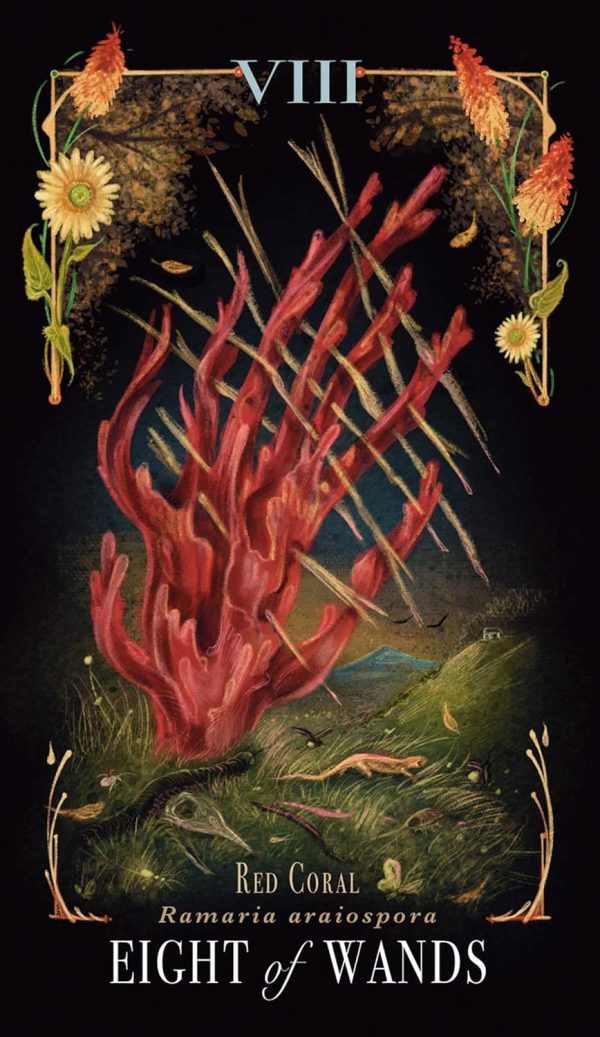 Cărți Tarot » Midnight Magic - A Tarot Deck of Mushrooms - imagine 3